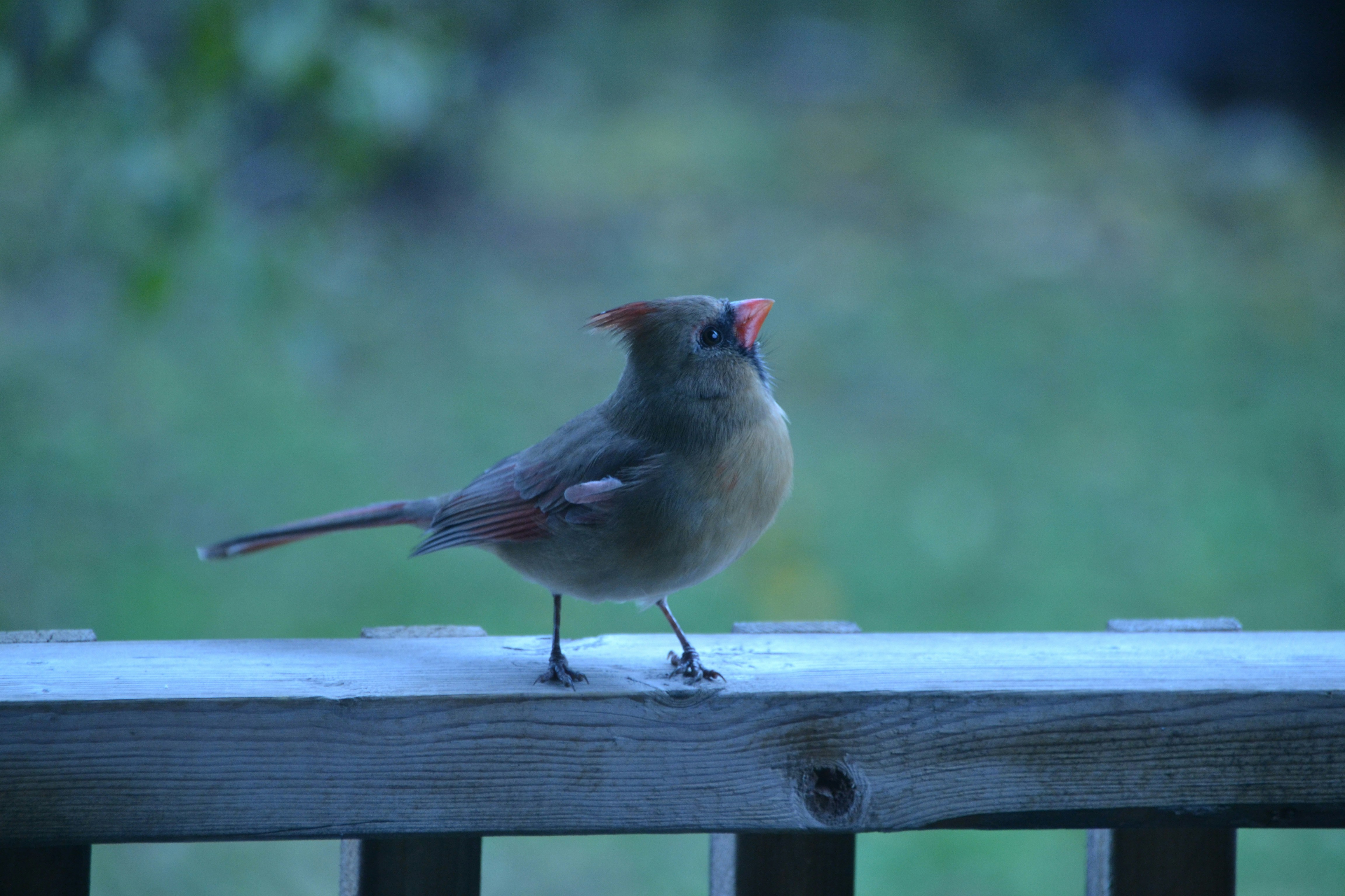 a small bird sitting on a wooden rail, This little lady was showing off!
