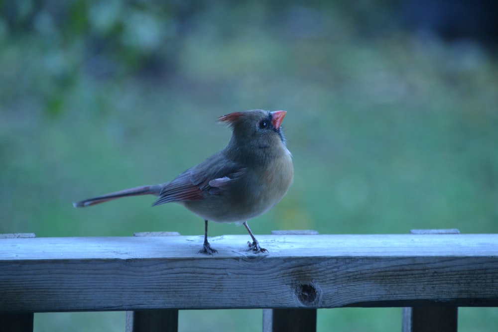a small bird sitting on a wooden rail