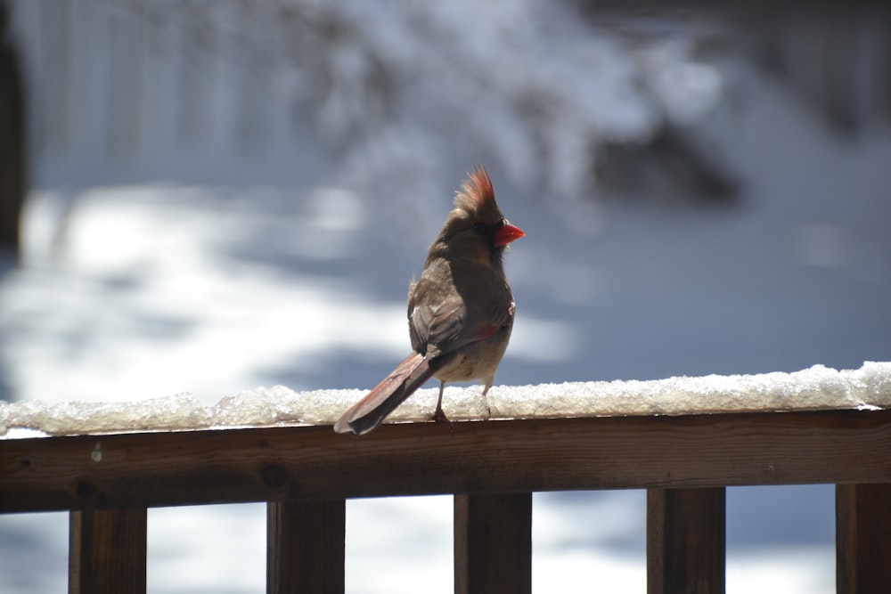 a small bird perched on top of a wooden fence