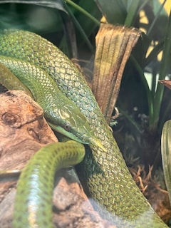 A green snake is coiled around a piece of wood in a naturalistic enclosure. Its scales are shiny and vibrant, blending in with the surrounding green foliage and textured tree bark.