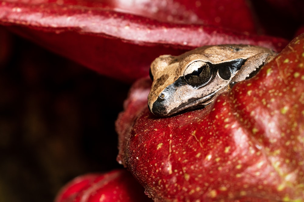 a frog sitting on top of a red apple