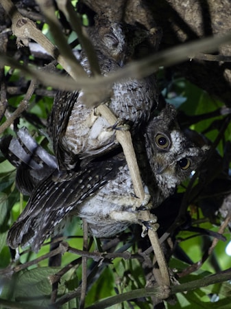 Exploring the Fascinating World of Owls