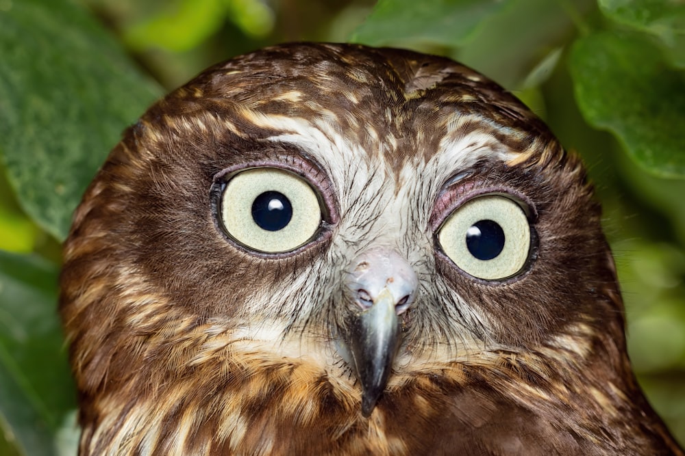 a close up of a brown and white owl with big eyes