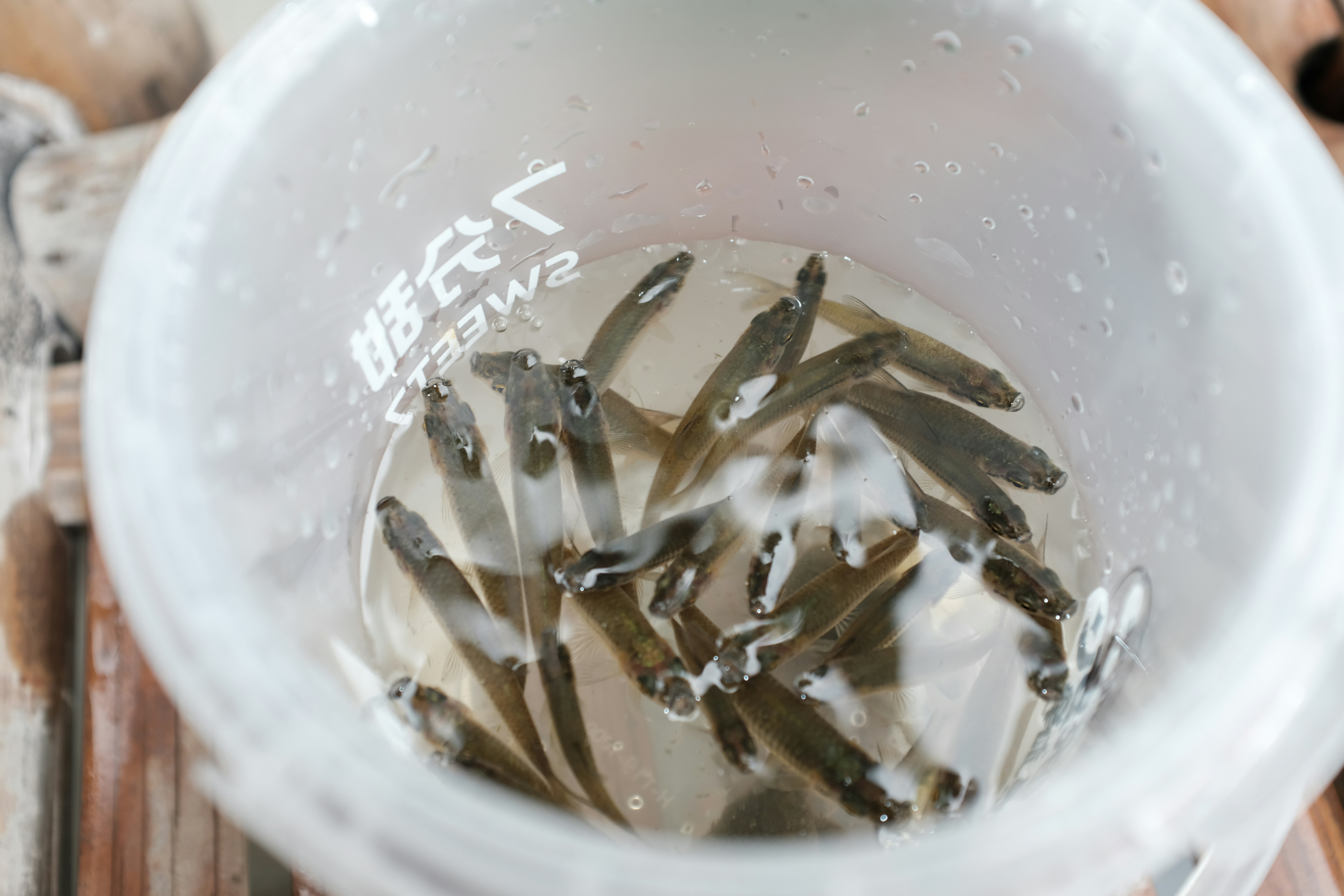 A bucket filled with small fish on top of a wooden table photo – Free ...