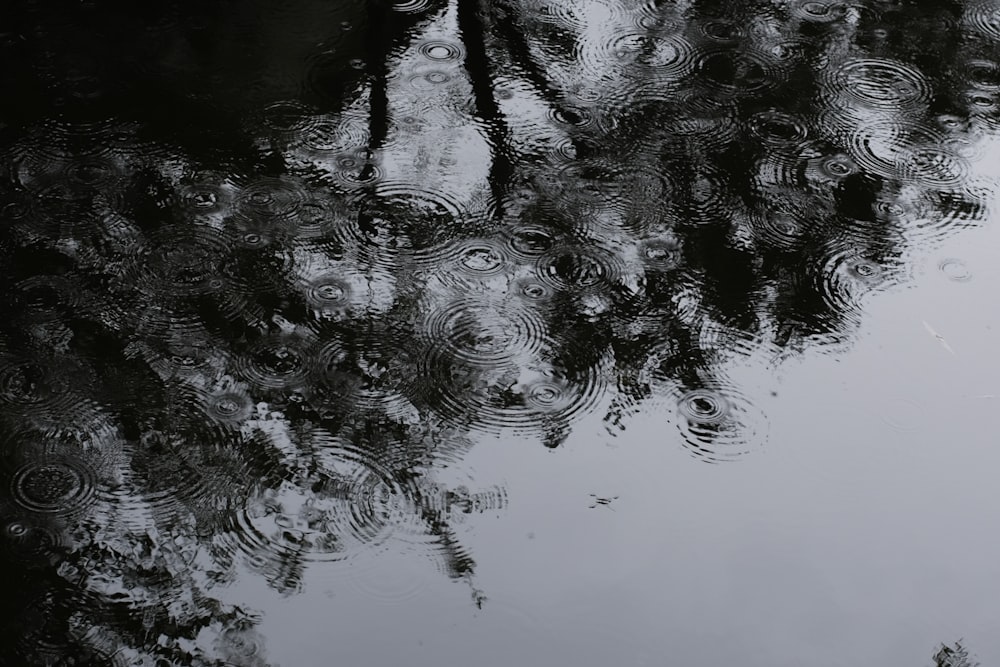 a reflection of a tree in a puddle of water