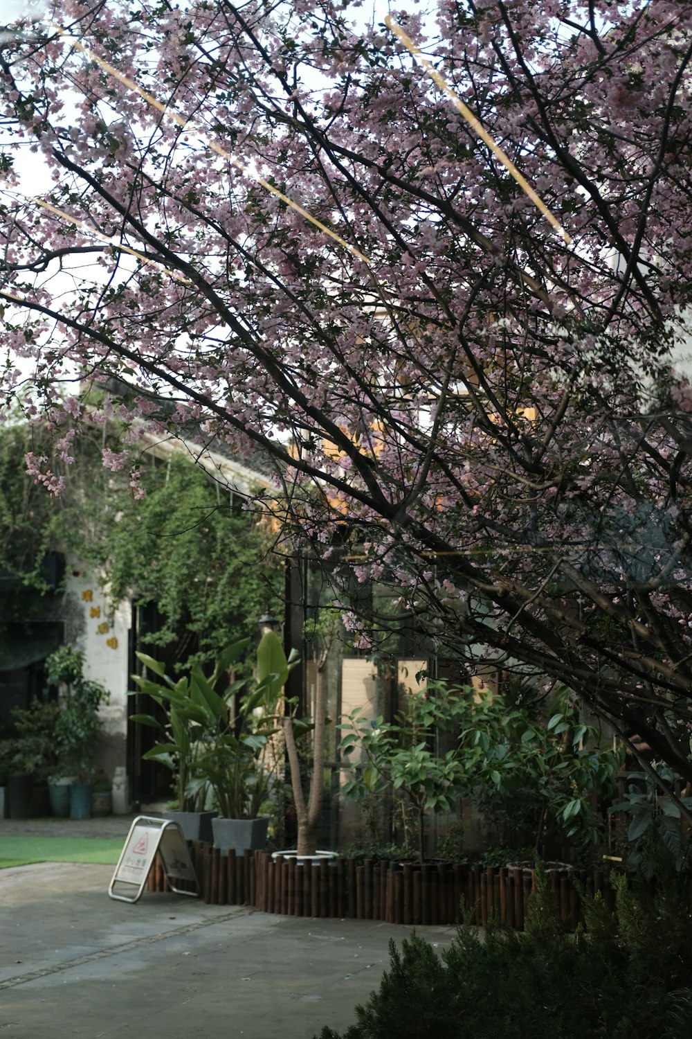 a tree with purple flowers in front of a house