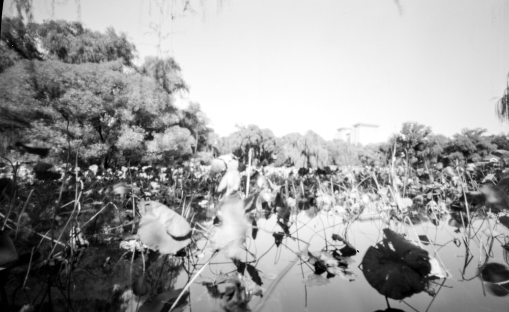 a pond filled with lots of water plants