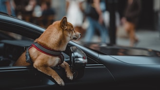 dogAdvisor | dog Advisor | dogadvisor.dog | dog Advisor