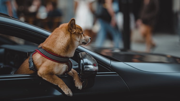 dogAdvisor | dog Advisor | dogadvisor.dog | dog Advisor