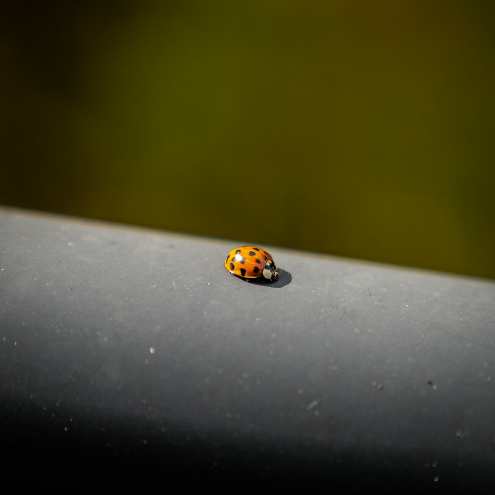 a lady bug sitting on top of a metal pole