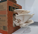 A cluster of large, white oyster mushrooms grows out of an open cardboard box labeled 'Life Cykel'. The mushrooms have wide, curved caps with delicate, pleated gills and are situated on a white paper towel in an indoor setting.