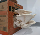 Family using a mushroom growing kit at home, smiling and engaged.