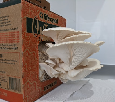 Fresh oyster mushrooms growing naturally in the cultivation facility.