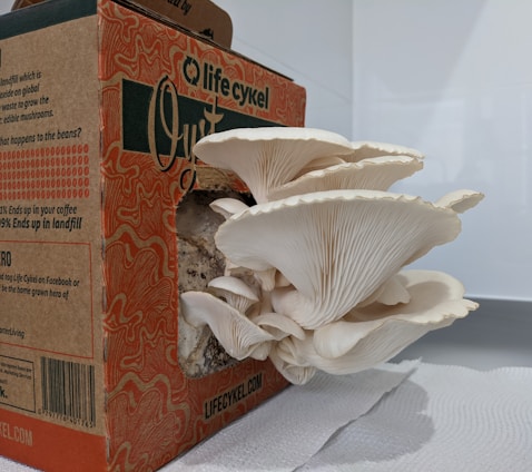 A cluster of large, white oyster mushrooms grows out of an open cardboard box labeled 'Life Cykel'. The mushrooms have wide, curved caps with delicate, pleated gills and are situated on a white paper towel in an indoor setting.