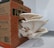 A cluster of large, white oyster mushrooms grows out of an open cardboard box labeled 'Life Cykel'. The mushrooms have wide, curved caps with delicate, pleated gills and are situated on a white paper towel in an indoor setting.