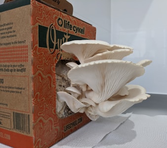 A cluster of large, white oyster mushrooms grows out of an open cardboard box labeled 'Life Cykel'. The mushrooms have wide, curved caps with delicate, pleated gills and are situated on a white paper towel in an indoor setting.