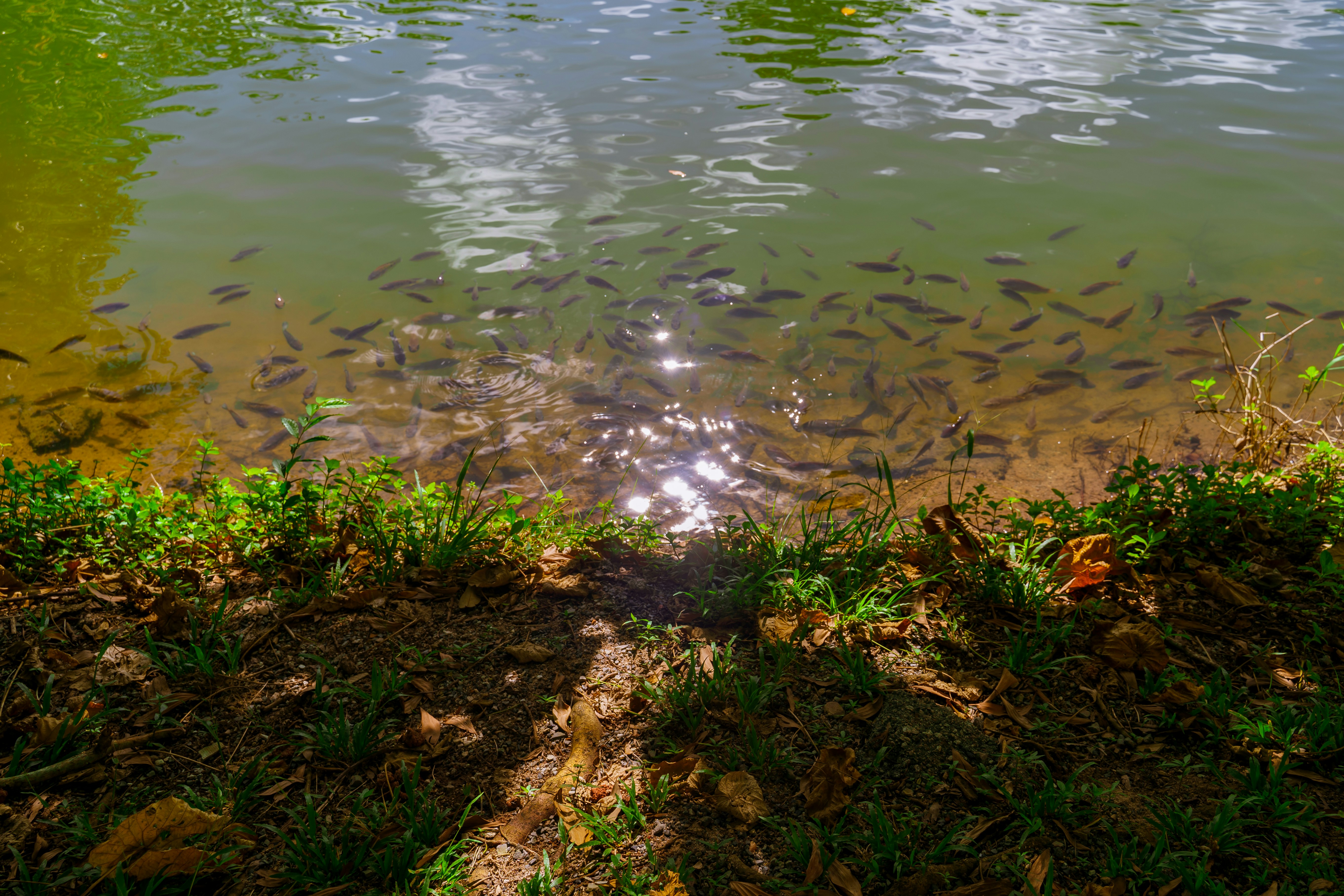 uno specchio d'acqua pieno di tanti piccoli pesci