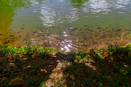 A pond with numerous small fish swimming near the surface, creating a tranquil aquatic scene. The water reflects sunlight, producing a shimmering effect. The shoreline is lined with lush greenery and fallen leaves, adding a touch of nature's palette.