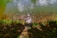 A pond with numerous small fish swimming near the surface, creating a tranquil aquatic scene. The water reflects sunlight, producing a shimmering effect. The shoreline is lined with lush greenery and fallen leaves, adding a touch of nature's palette.