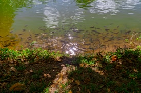 A pond with numerous small fish swimming near the surface, creating a tranquil aquatic scene. The water reflects sunlight, producing a shimmering effect. The shoreline is lined with lush greenery and fallen leaves, adding a touch of nature's palette.