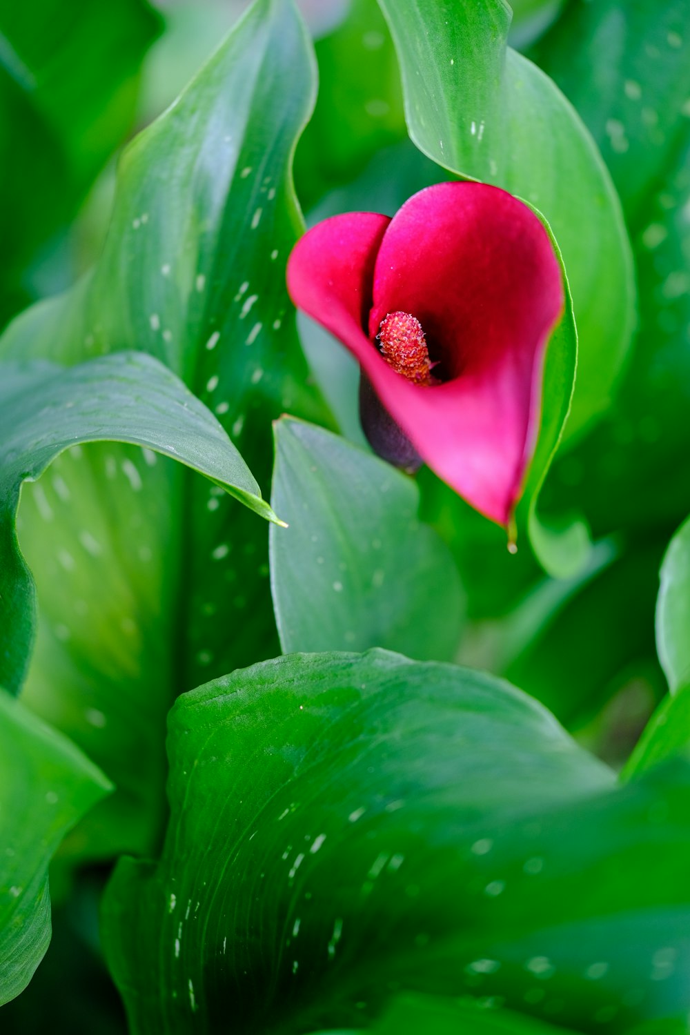 a pink flower with green leaves in the background