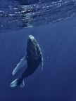 a humpback whale swims under the surface of the water