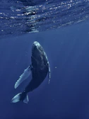a humpback whale swims under the surface of the water