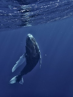 a humpback whale swims under the surface of the water