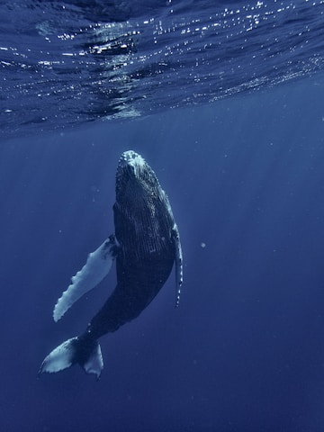 a humpback whale swims under the surface of the water