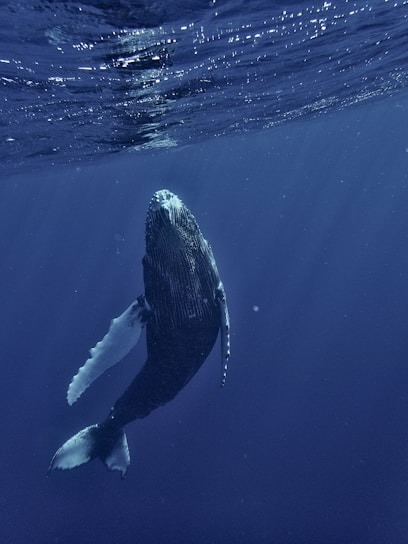 a humpback whale swims under the surface of the water