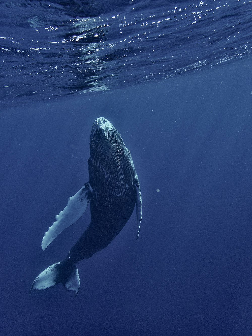Uma baleia jubarte nada sob a superfície da água
