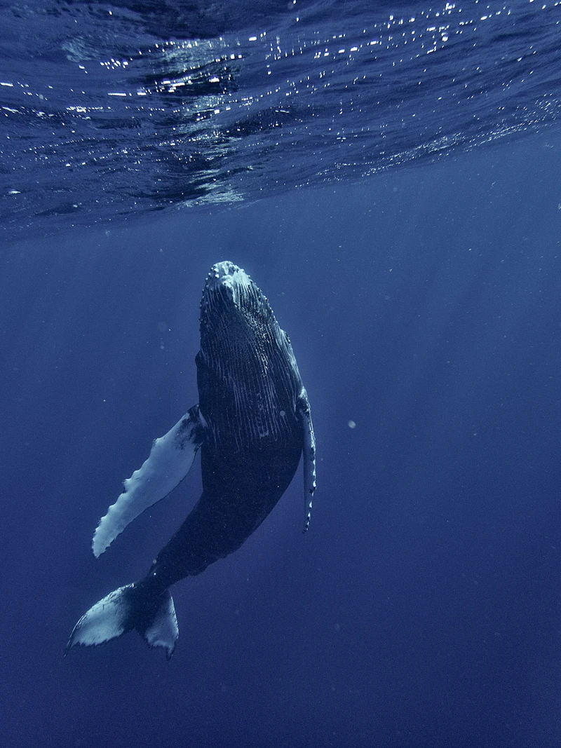 Blue Whale (Balaenoptera musculus)