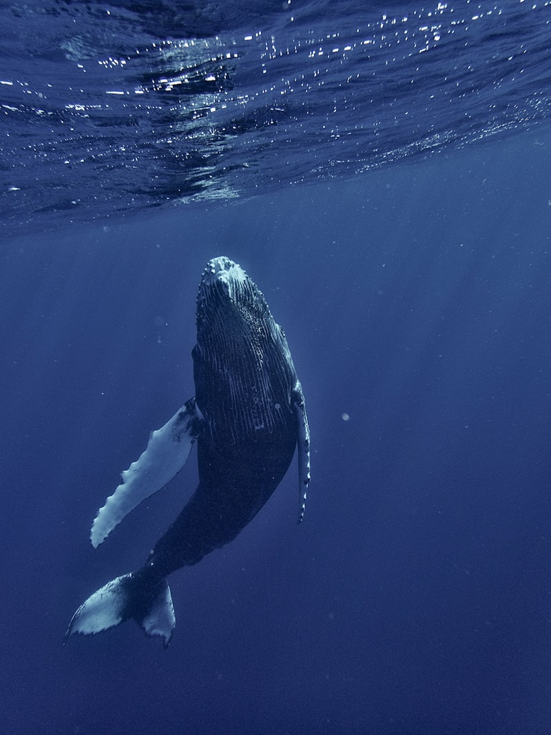 Swimming With Whales · Tahiti