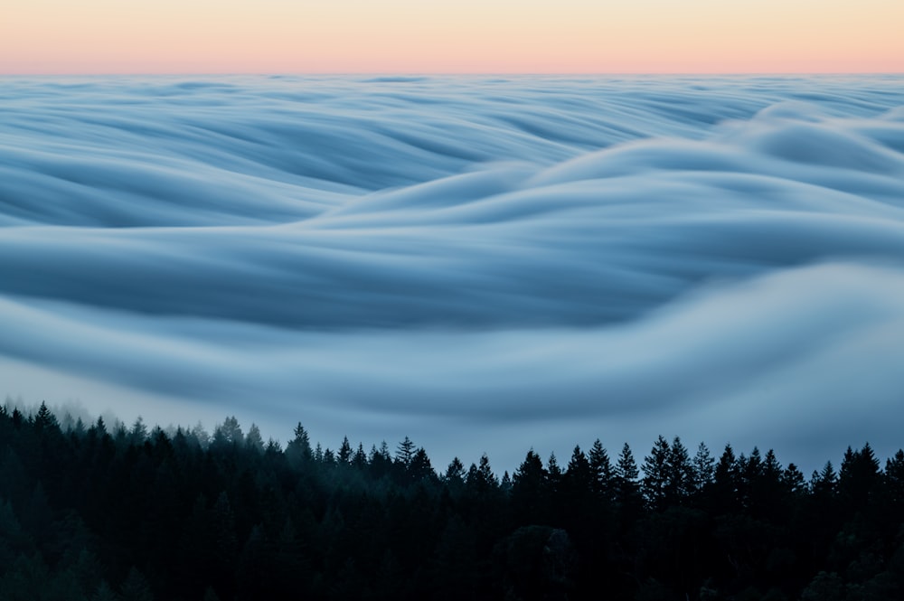 a view of a forest covered in clouds