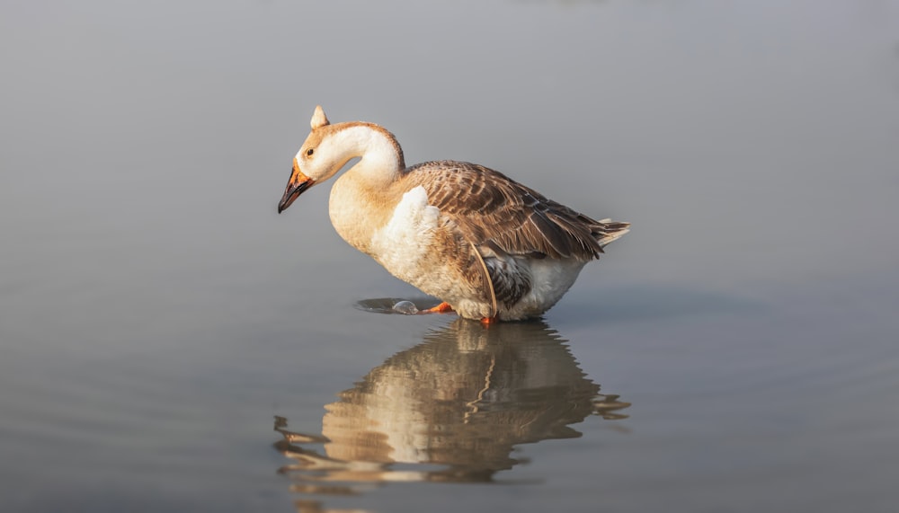 a duck is standing in the water with its head in the water