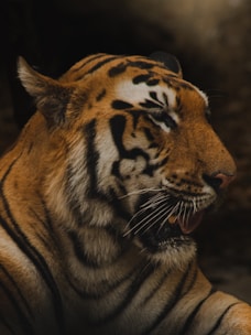 The image features a close-up of a tiger with its mouth slightly open. The tiger has a rich orange coat with distinctive black stripes, and its eyes are partially closed, possibly mid-blink. The surrounding background is dark, making the tiger stand out prominently.