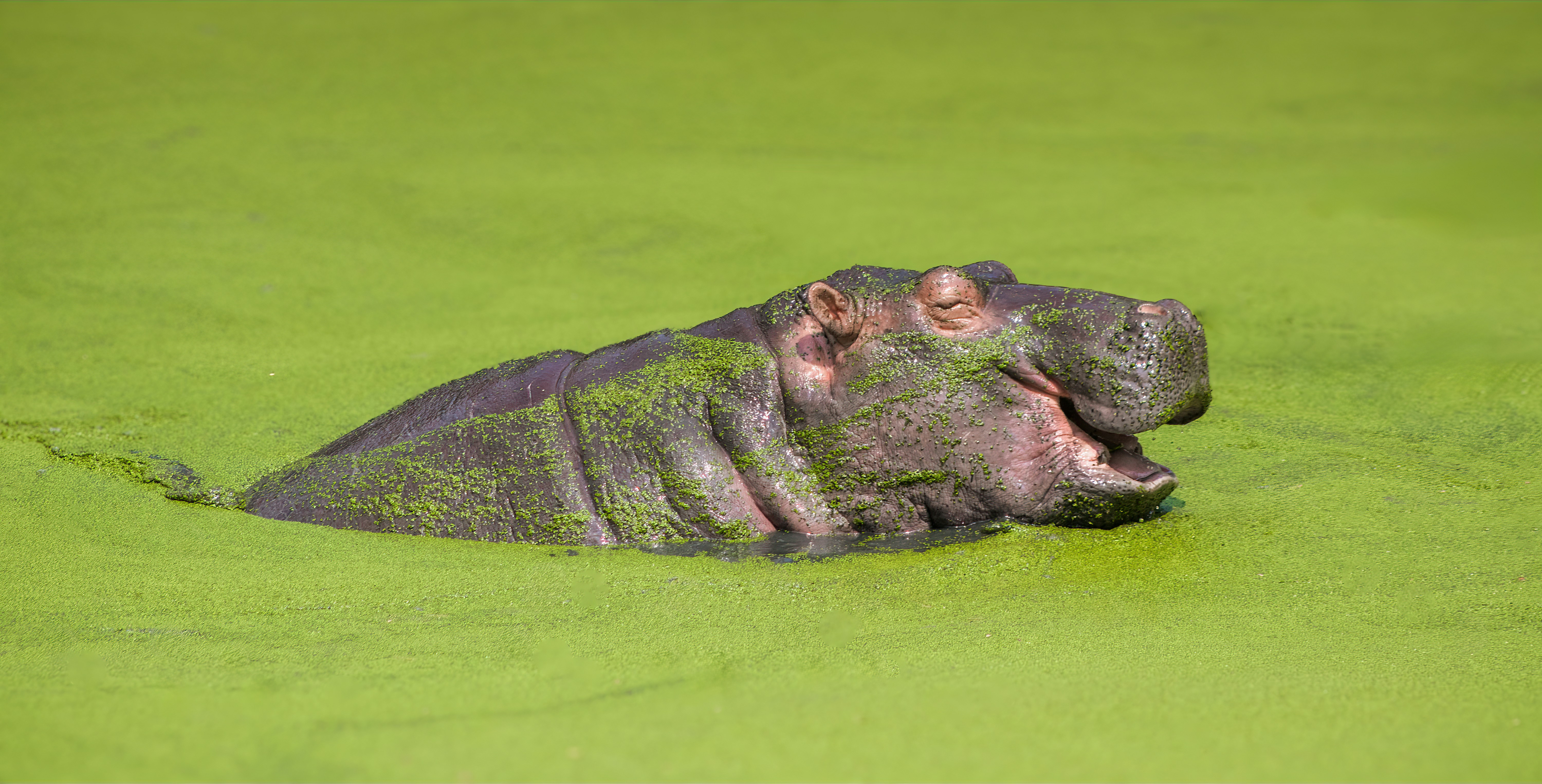 A pod of hippos submerged in the Nile River at Murchison Falls National Park.