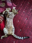 Cute cartoon cat lounging on a soft pink velvet cushion with casino chips scattered around