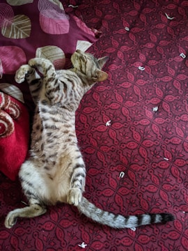 Cute cartoon cat lounging on a soft pink velvet cushion with casino chips scattered around