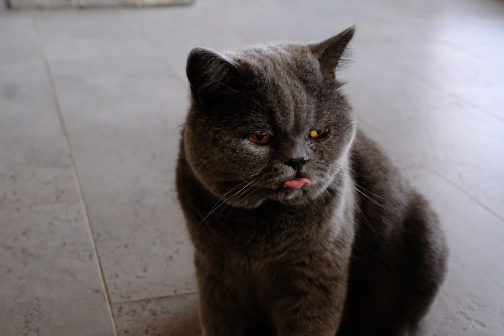 a gray cat sitting on the floor with its tongue out