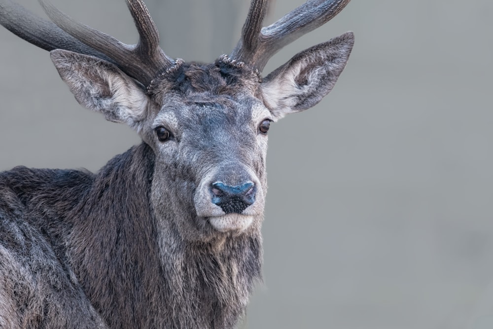 a close up of a deer with antlers on it's head