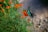A vibrant butterfly with turquoise and black wings is perched on a bright orange marigold flower, surrounded by green foliage. The background features a soft focus of a gravel path.