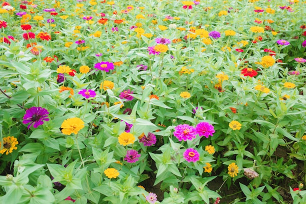 A vibrant field showcasing diverse plant life.