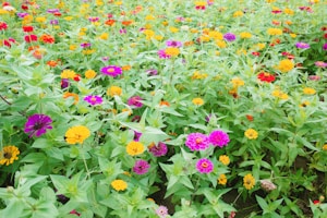 A vibrant field of colorful flowers with a variety of blossoms in shades of pink, yellow, orange, and red, surrounded by lush green foliage.