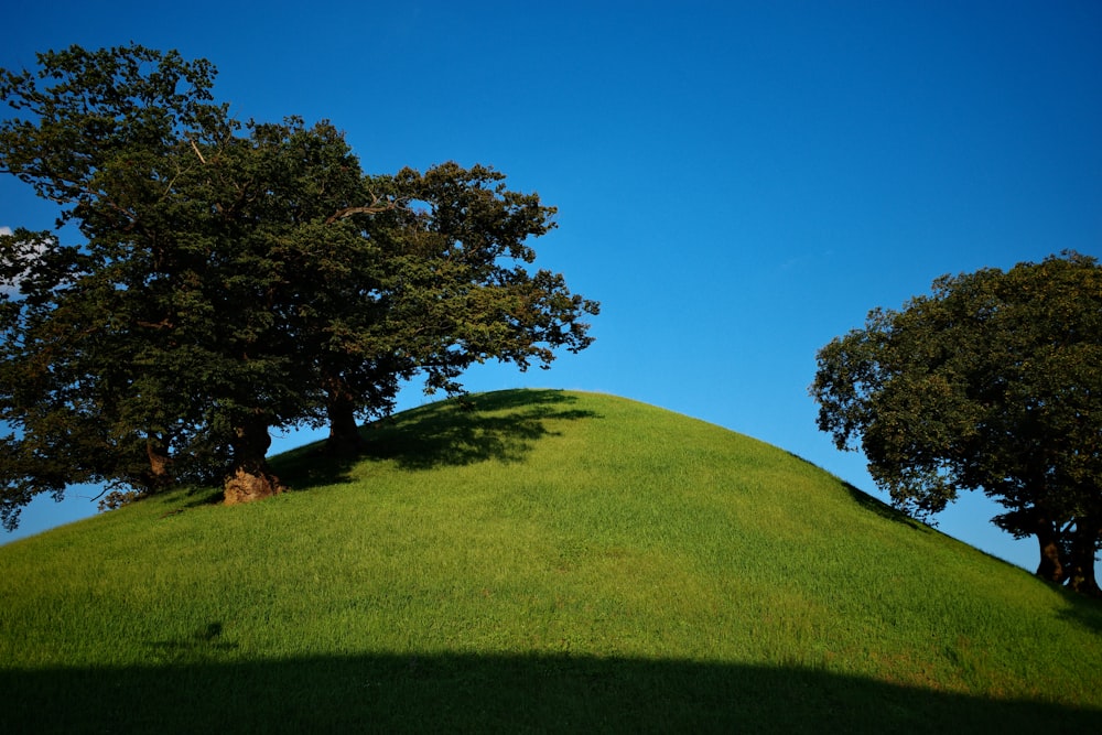 ein grasbewachsener Hügel mit Bäumen auf der Spitze