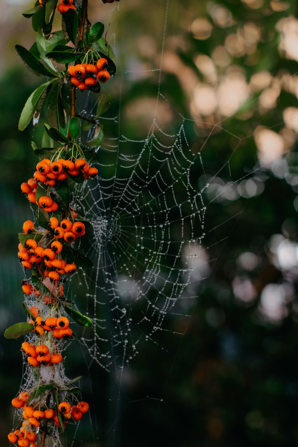 a spider web with orange flowers hanging from it