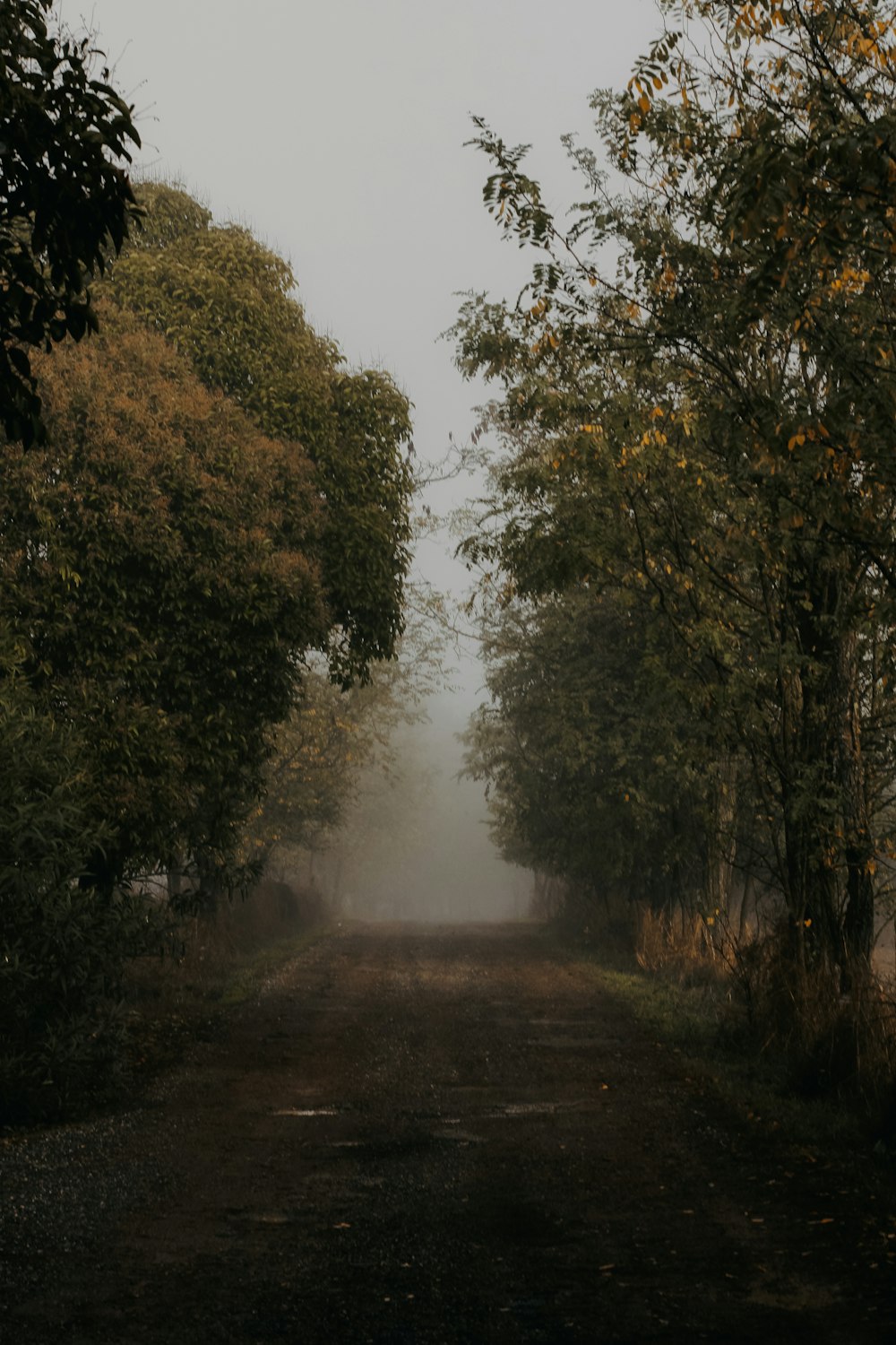 a dirt road surrounded by trees on a foggy day