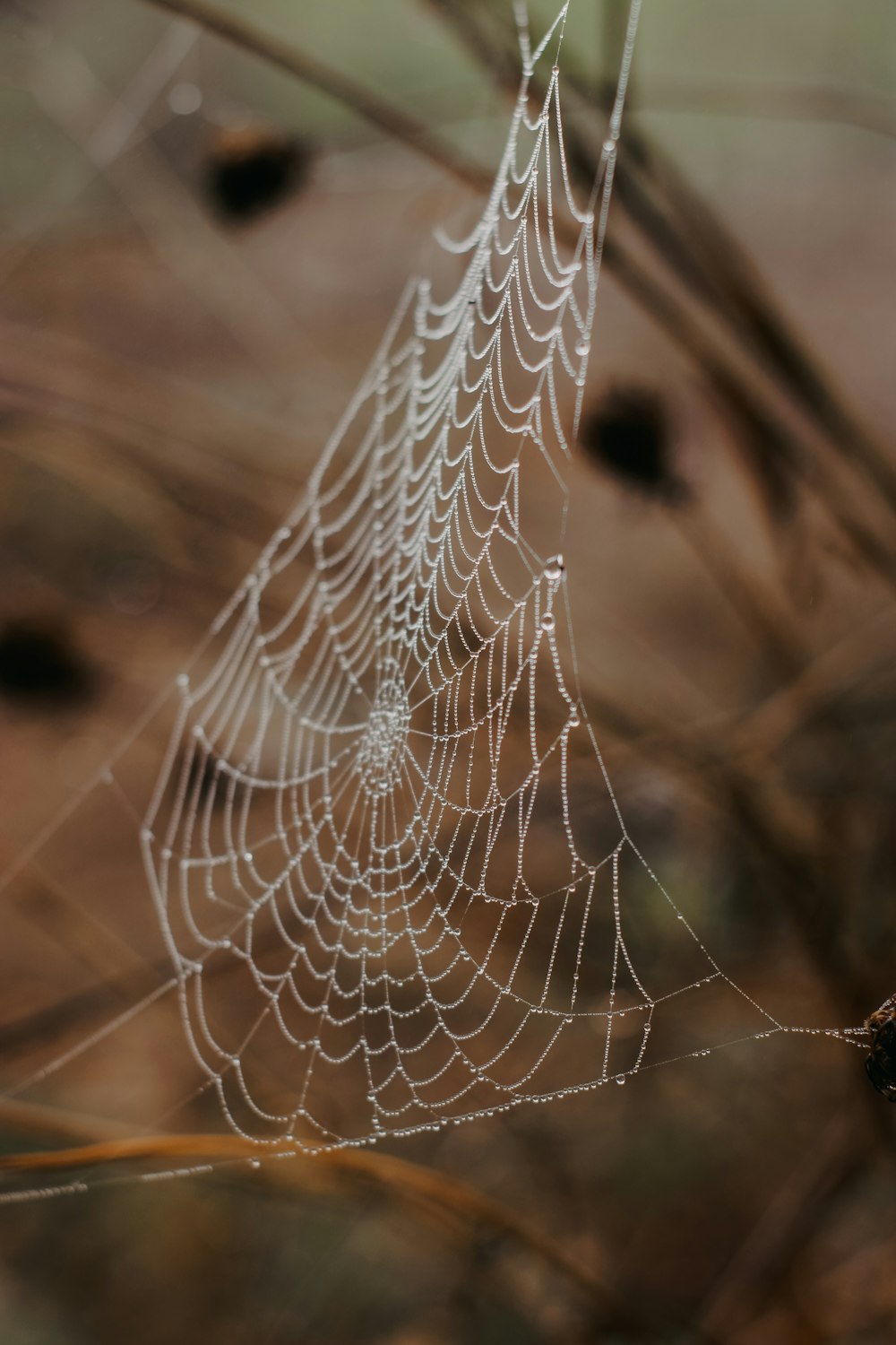 a spider web with water droplets on it