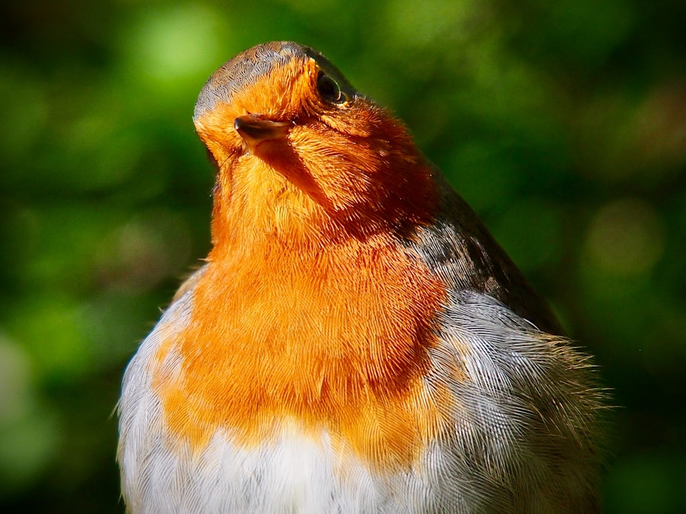 Nahaufnahme eines Vogels mit verschwommenem Hintergrund