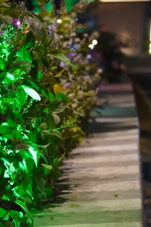 Close-up of xtremelux lighting system illuminating vibrant indoor plants in a research lab.